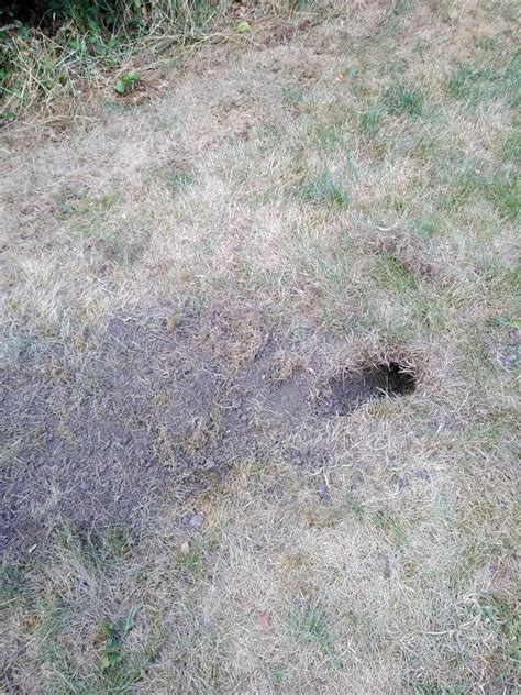 Help Identifying Whatever Has Dug This Hole In My Lawn Sheffield Uk