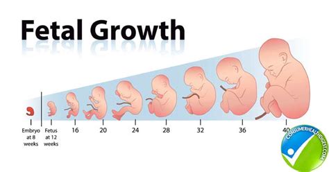 How Fetal Length And Weight Can Be Measured With Fetal Growth Chart