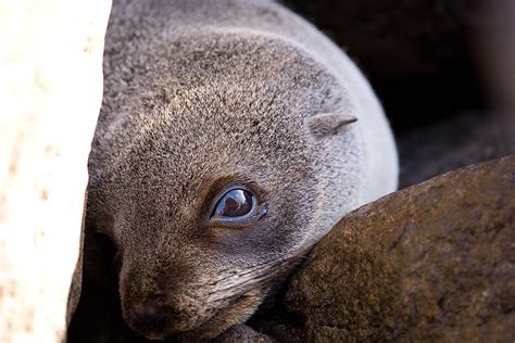 Seal Pup Close Up Michael Fontenot Flickr