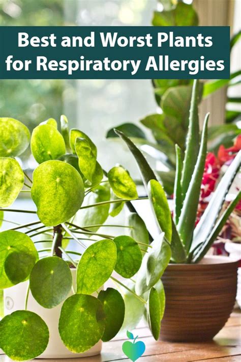 Best and worst cats for allergies. Best and Worst Plants for Respiratory Allergies | Plants ...