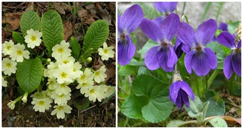 1h 10min | drama | tv movie. Ljekovite proljetnice - jaglac i ljubičica | Gradska ...