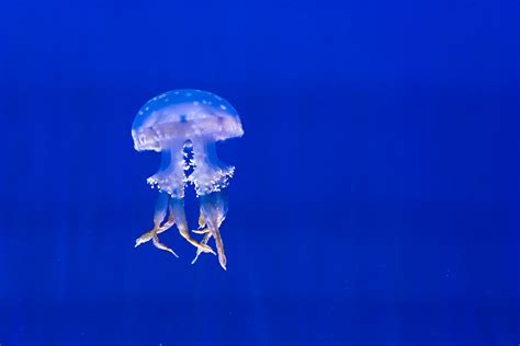 Free Images Sea Water Ocean Underwater Color Jellyfish Blue