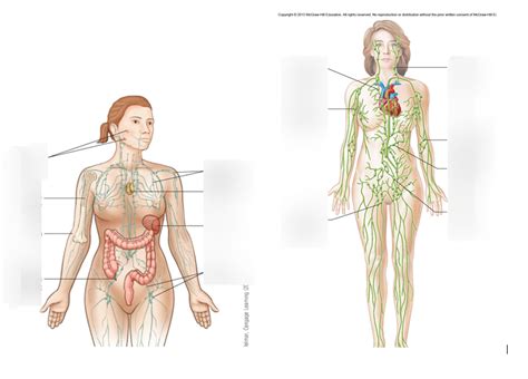 Lymphatic System Unlabeled Diagram Stock Photo My XXX Hot Girl