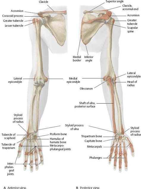 Bones Joints Of The Arm Front Anterior And Back Posterior Views Gambaran