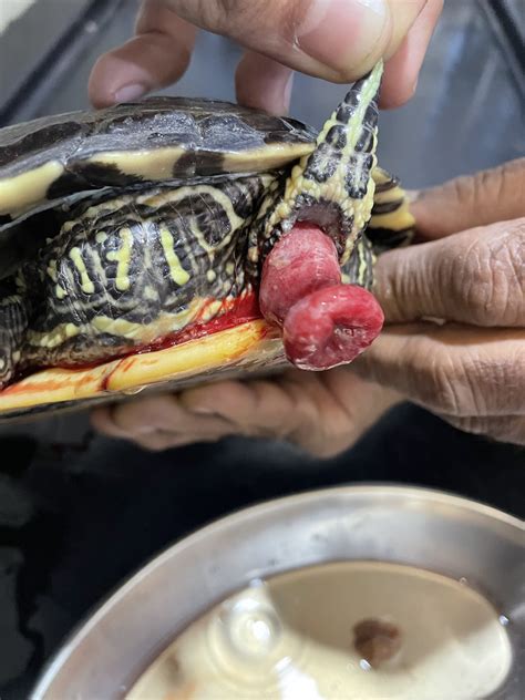 Rectal Prolapse With Serosal Tear In A Red Eared Slider ~ Introvetsurgeon