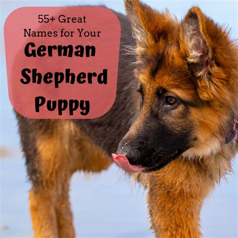 55 Best Dog Names For German Shepherd Puppies Pethelpful