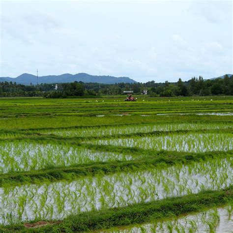 Paddy fields in Thailand