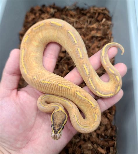 Enchi Highway Ball Python By Bobs Balls Morphmarket