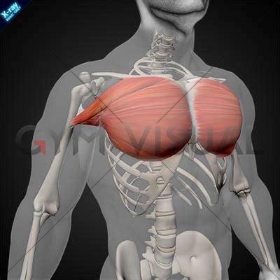 Learn more about the muscles of the ventral trunk with our quiz at. Pectoralis Major