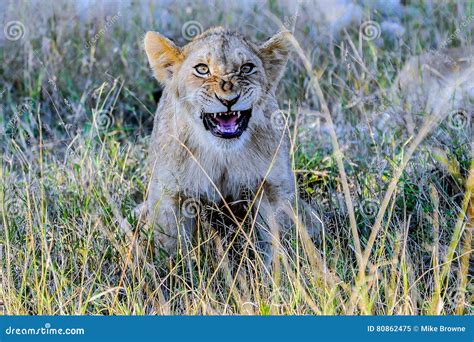 Funny Lion Cub Stock Image Image Of Majestic Soray 80862475