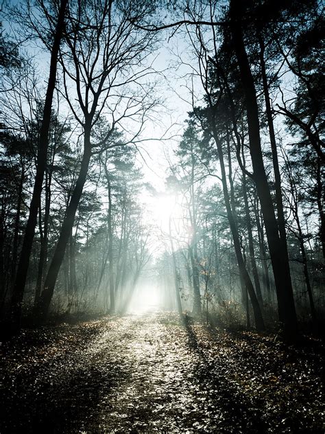 Trees Sunlight Rays Forest Nature Hd Phone Wallpaper Peakpx