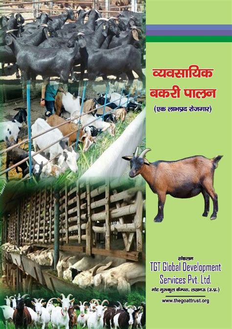 Commercial Goat Farming Techniques At Rs 300kg In Lucknow