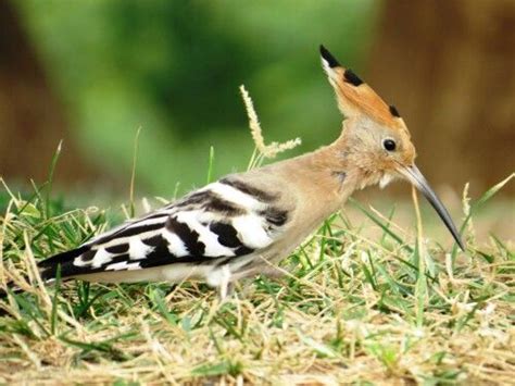 Israels National Bird Hoopoe Bird Animals