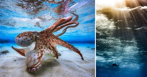 How did they do it? The Winning Photos of Underwater Photographer of the Year 2017