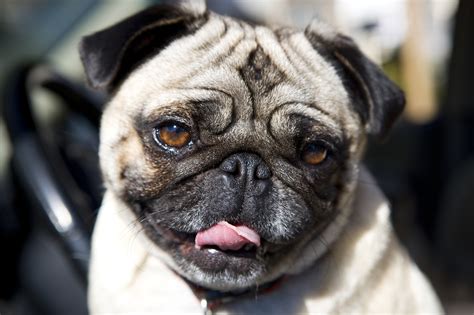 Adorable pug is ready to be your friend! - About Pug
