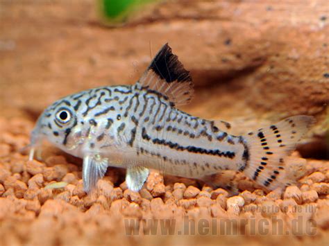 Corydoras Trilineatus 3cm 5er Zuchtgruppe Dreilinien Panzerwe