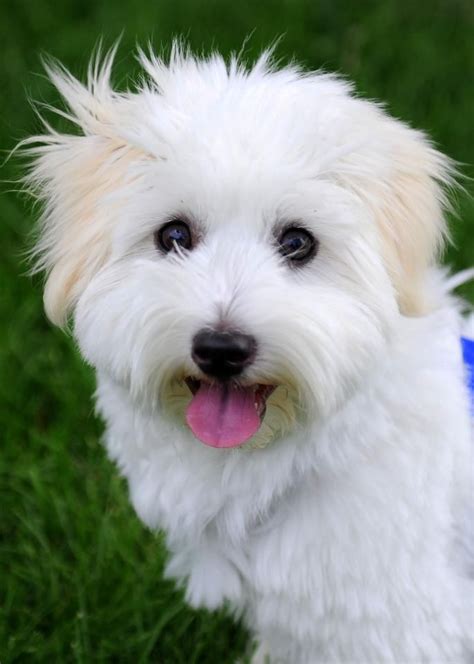 7 4 Months Old Expensive Coton De Tulear Dog Puppy For