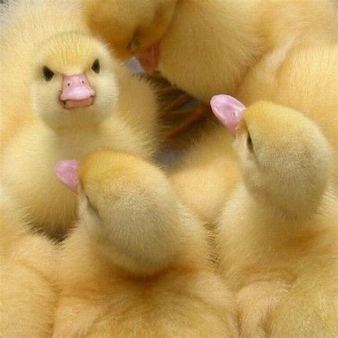 Angry Duck Funny Animals Duck Memes Funny Cute