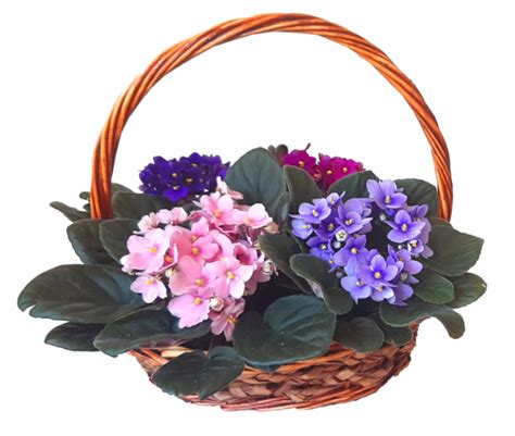 Violete De Parma Cosuri Cu Flori Buchet Express