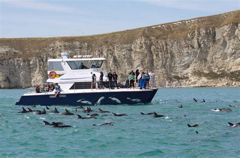 Dolphin Encounters New Zealand In Depth