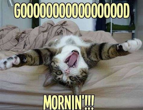 Goodmorning With Cat Funny