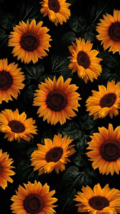 🔥 24 Sunflowers 8k Wallpapers Wallpapersafari