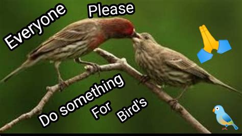 Time To Do Something For Birds Save Birds Youtube