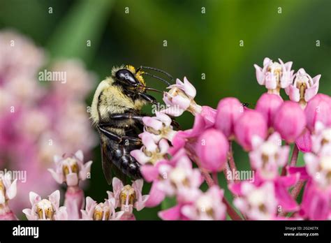 Closeup Of Common Eastern Bumble Bee On Swamp Milkweed Wildflower