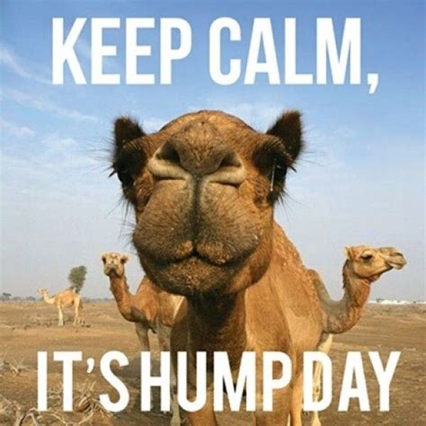 26 top happy hump day meme images and pictures quotesbae