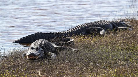Alligator And Crocodile Differences Explained