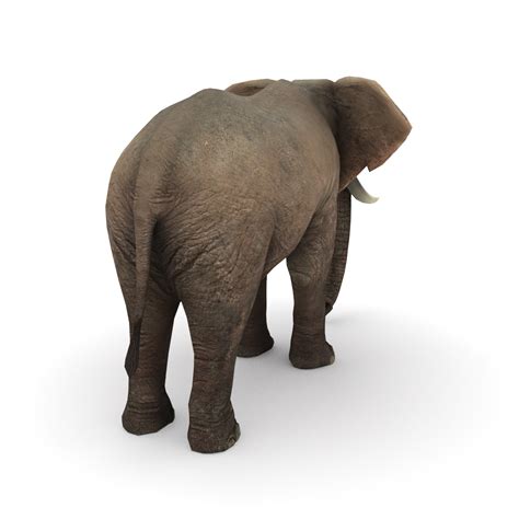 African Elephant 3d Model 10 Max 3ds Fbx Obj Free3d