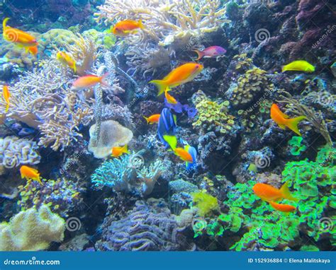 A Colorful Aquarium With Beautiful Fish Plants And Corals Stock Photo