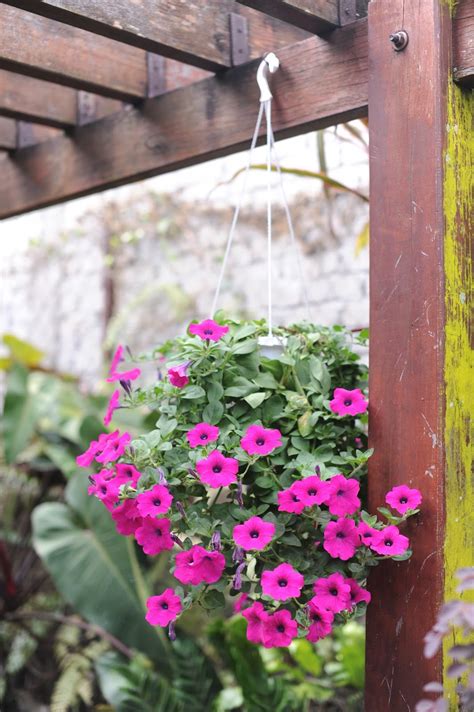 7 tanaman hias tahan panas yang cocok untuk halaman rumah. Impiana Iman: Bunga Gantung Tahan Panas