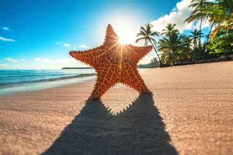 110 Starfish Hd Wallpapers And Backgrounds