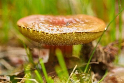 Devil S Bolete Mushroom Stock Image Image Of Fungus 93996735