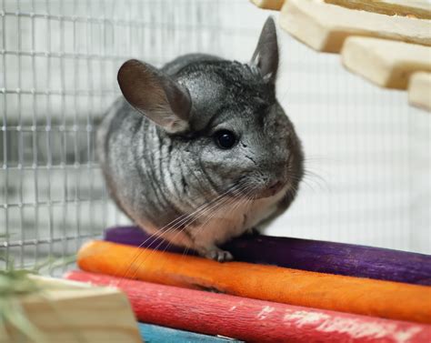 With 2 dogs 2 cats and a rabbit. How to Care for a Pet Chinchilla