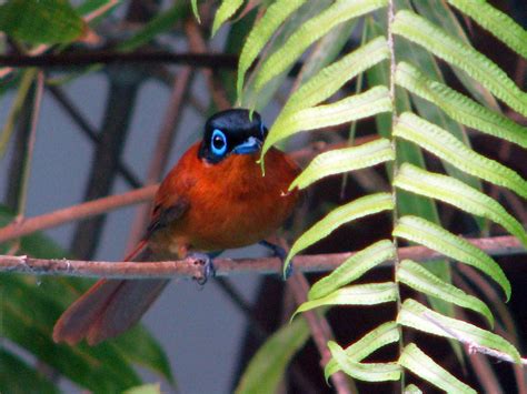 Madagascar Paradise Flycatcher Terpsiphone Mutata Flickr