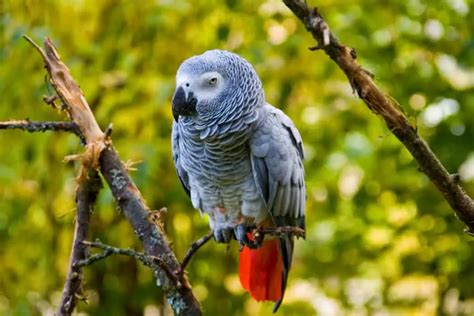 African Grey Parrot A Pet Guide With Care Tips Talkie Parrot