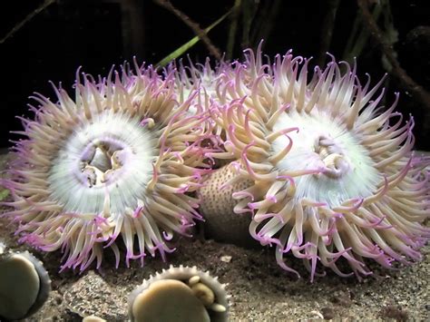 Fascinating Facts About Sea Anemones You Never Knew