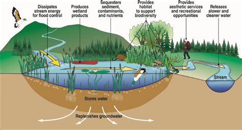 Functions Of A Wetland Mywaterearthandsky