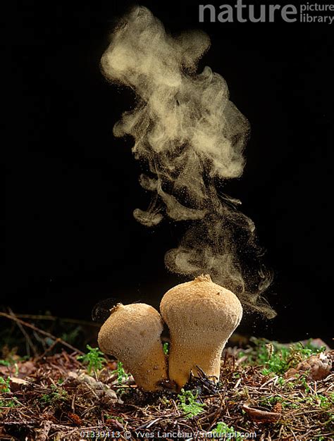 Stock Photo Of Common Puffball Fungus Lycoperdon Perlatum Emitting