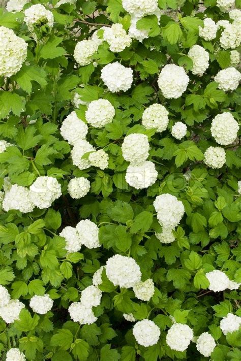 They provide contrast to the other rich jewel white flowers work in a variety of garden and landscape settings from country to formal. Green shrub with white flowers | Stock image | Colourbox