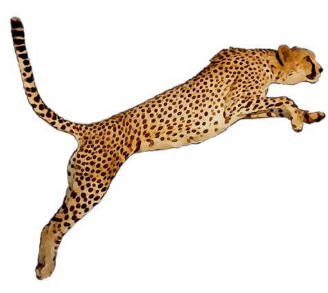 Cheetah Png Transparent Images Pictures Photos Png Arts Images