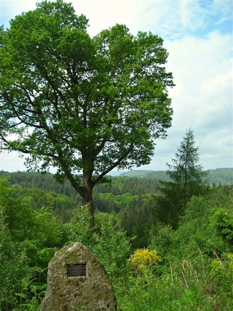 The Everard Oak © Antony Dixon Cc By Sa20 Geograph Britain And Ireland