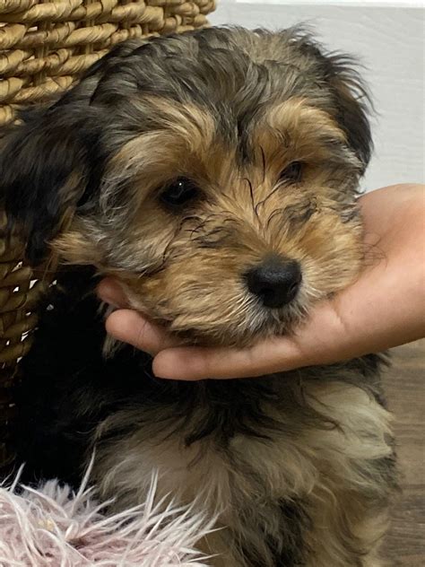 Beverly's Pet Center - Pembroke Pines, FL - Nextdoor