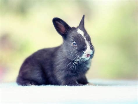 Baby Rabbits Grow Up Mirror Online