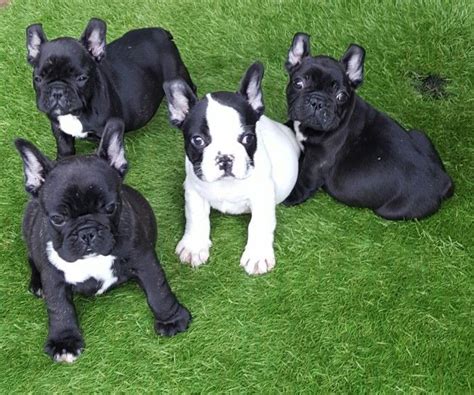French Bulldog Puppies For Sale Erie Pa 209481