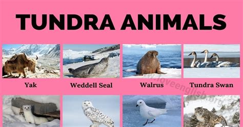 Tundra Animals 40 Animals You Can Find In The Tundra Love English
