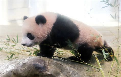 Baby Panda Makes Press Debut At Japan Zoo News Emirates247