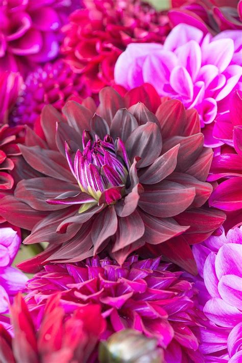 24 Of The Best Pink Flowers For Your Garden 1000 Growing Dahlias